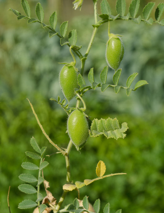 Lentil Pulse